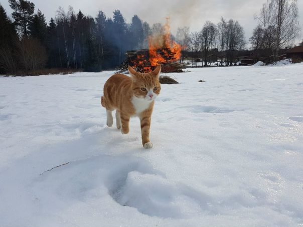 мяу