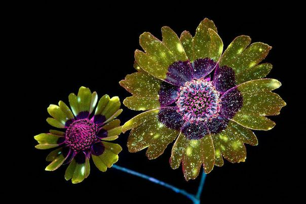 Photographer Craig Burrows